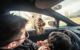 金牛湖野生动物王国：打造沉浸式野趣共生新体验